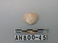 藏品(貝類)的圖片